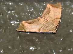 Achrosis incitata
