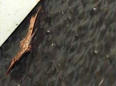 Achrosis incitata