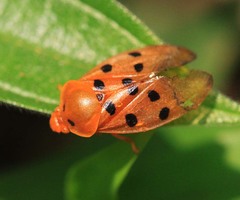 Opistharsostethus parvus