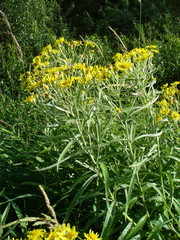 Jacobaea paludosa lanata