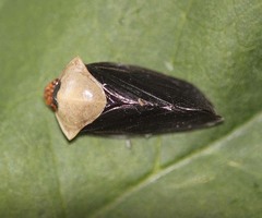 Oxypeltarion masoni