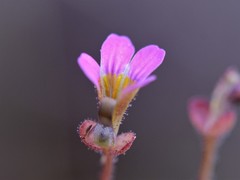 Stylidium dunlopianum