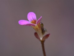 Stylidium dunlopianum