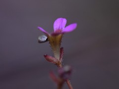 Stylidium dunlopianum