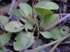 Stylidium dunlopianum