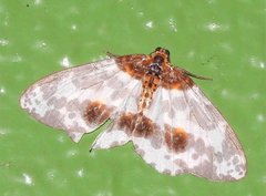 Abraxas amicula-illuminata