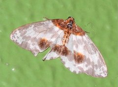 Abraxas amicula-illuminata