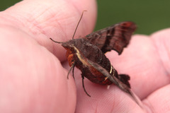 Amphion floridensis