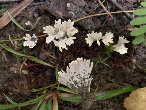 Stereopsis radicans observed 2023-08-25