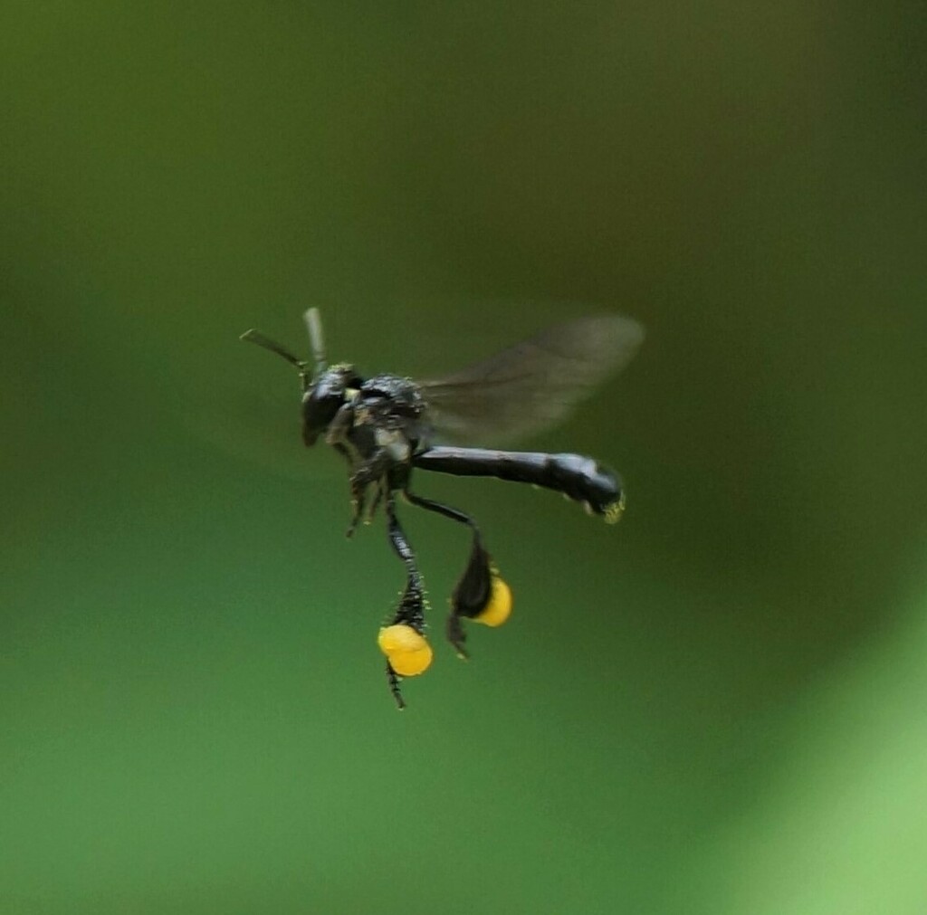 West African Slender-Stingless Bee
