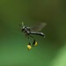 West African Slender-Stingless Bee - Photo (c) apdrager, some rights reserved (CC BY-NC)