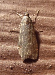 Eudonia cataxesta