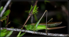 Conocephalus bilineatus