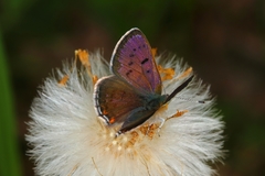 Lycaena helle