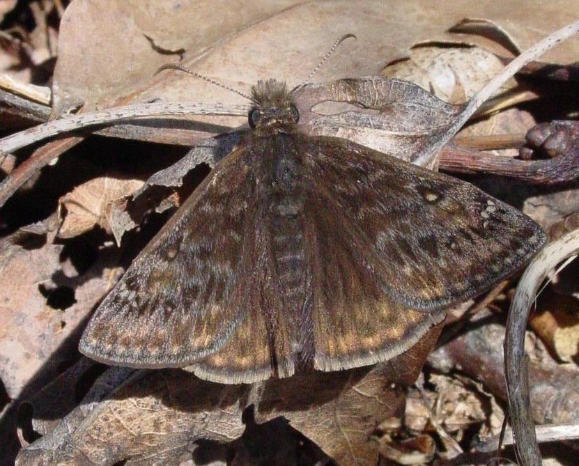 Juvenal's Duskywing