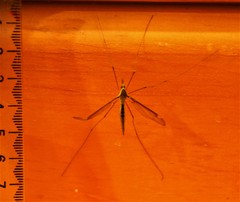 Leptotarsus albistigma