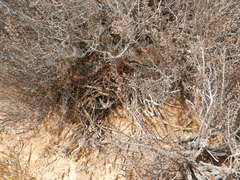 Emarginata tractrac