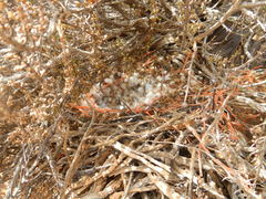 Emarginata tractrac