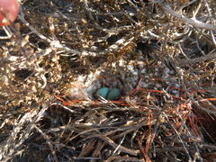 Emarginata tractrac