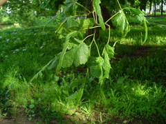 Tilia × europaea