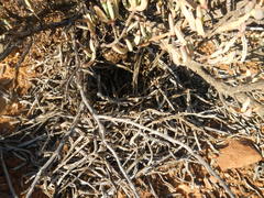 Emarginata tractrac
