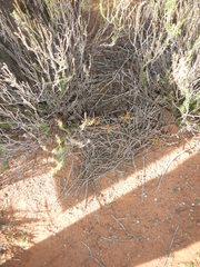 Emarginata tractrac