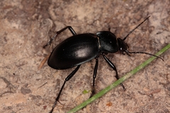 Carabus glabratus