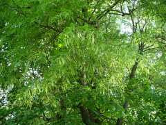 Tilia × europaea