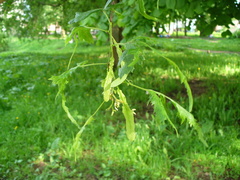 Tilia × europaea
