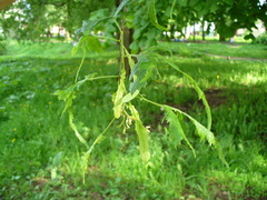 Tilia × europaea