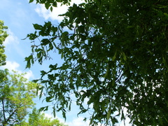 Tilia × europaea