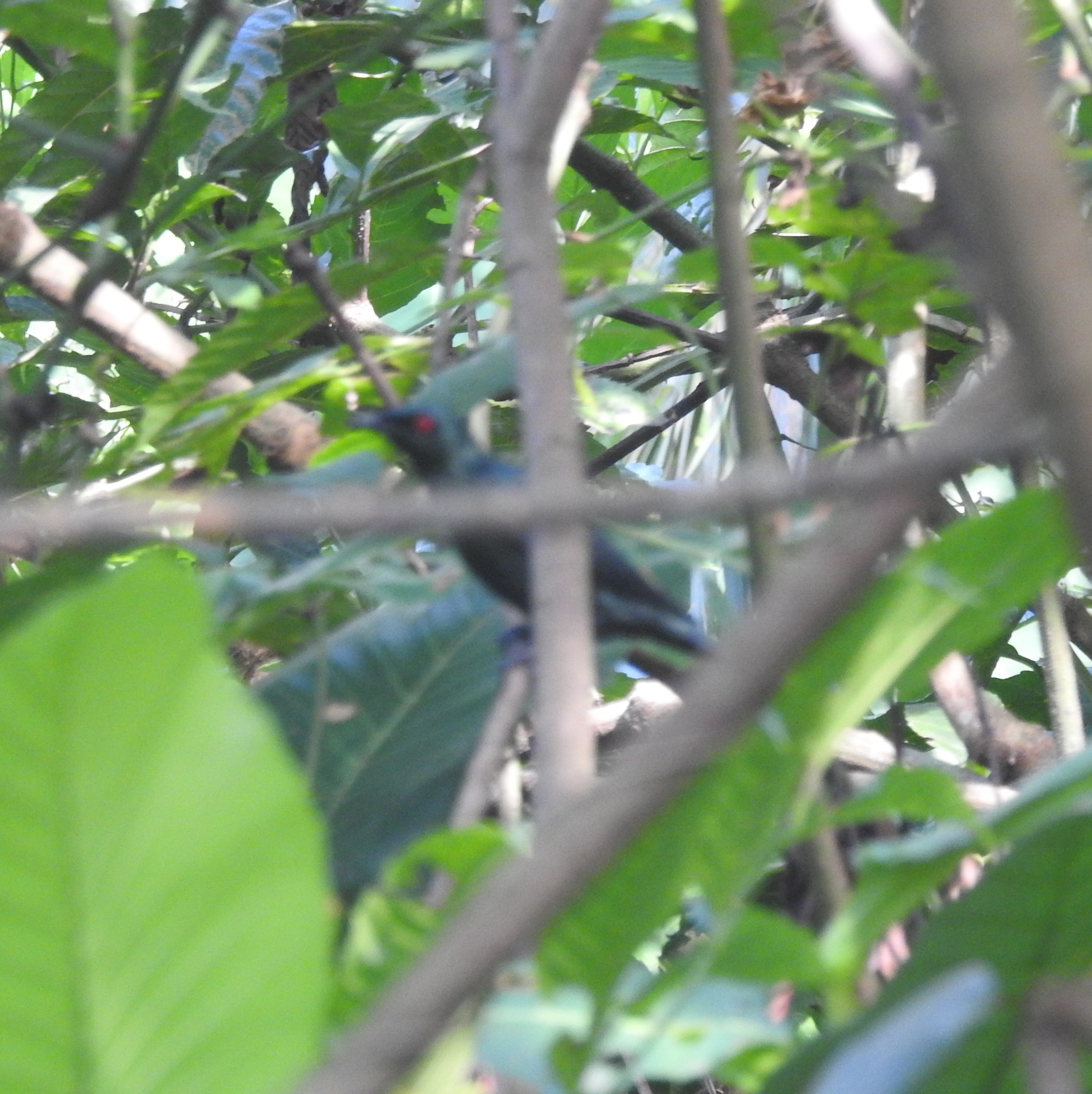 Asian Glossy Starling