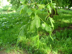 Tilia × europaea
