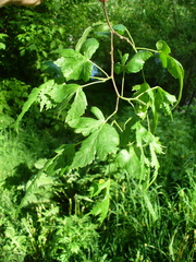 Tilia × europaea