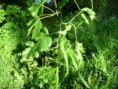 Tilia × europaea