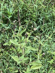 Pogostemon auricularis