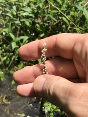 Persicaria pubescens