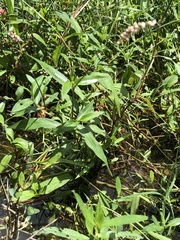 Persicaria pubescens