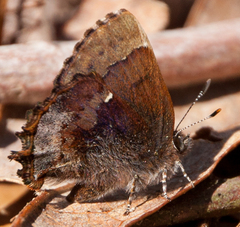 Callophrys henrici