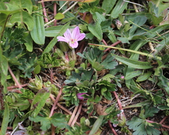 Geranium sessiliflorum