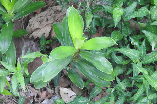 Freycinetia javanica observed 2023-08-23
