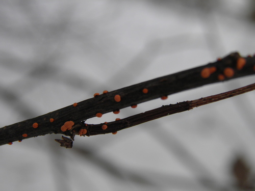 Paprastasis Raudonspuogis