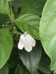 Rhinacanthus nasutus