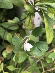 Rhinacanthus nasutus