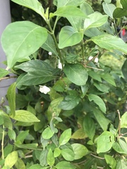 Rhinacanthus nasutus