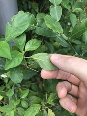 Rhinacanthus nasutus