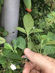 Rhinacanthus nasutus