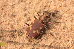 Cicindela maritima