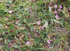 Geranium sessiliflorum