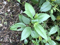 Wollastonia biflora